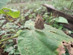 Mycalesis