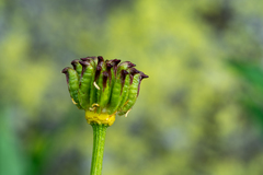 Trollius altaicus