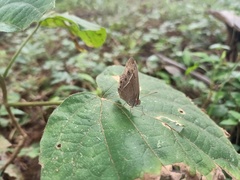Mycalesis