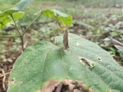 Mycalesis