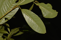 Quintinia sieberi