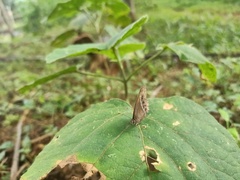 Mycalesis