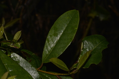 Quintinia sieberi
