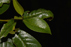 Quintinia sieberi