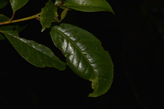 Quintinia sieberi