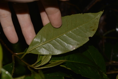 Quintinia sieberi