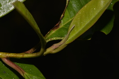 Quintinia sieberi