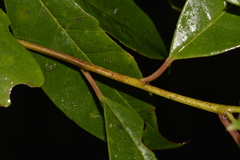Quintinia sieberi