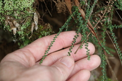 Ozothamnus rufescens