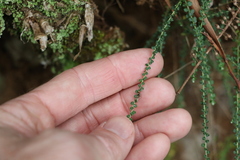 Ozothamnus rufescens