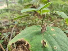 Mycalesis