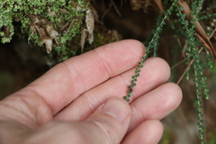Ozothamnus rufescens