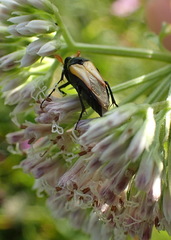 Macrosiagon flavipennis