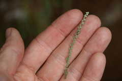 Ozothamnus rufescens