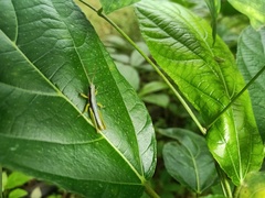 Neorthacris