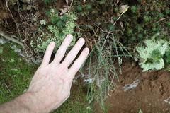 Ozothamnus rufescens