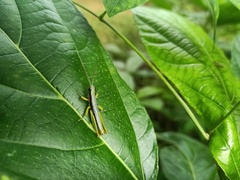 Neorthacris