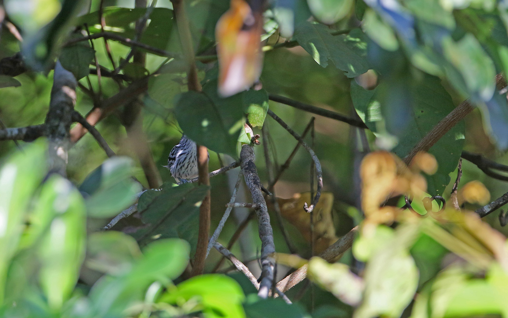 Amazonian Streaked Antwren (Myrmotherula multostriata), photo 5