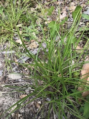 Scleria oligantha