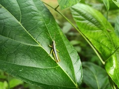 Neorthacris