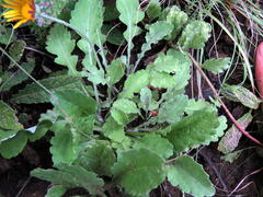 Arctotis arctotoides