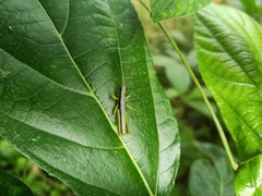Neorthacris