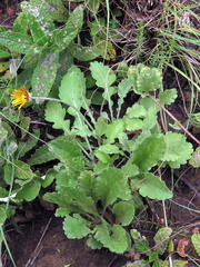 Arctotis arctotoides