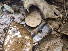 Cercopidae