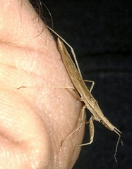 Sastrapada baerensprungi