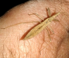 Sastrapada baerensprungi