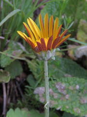 Arctotis arctotoides