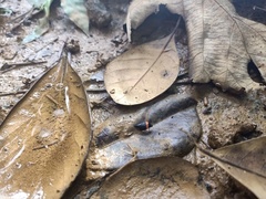 Cercopidae