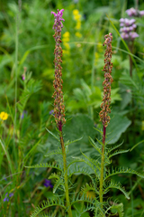 Pedicularis elata