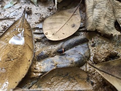 Cercopidae