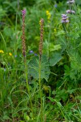 Pedicularis elata