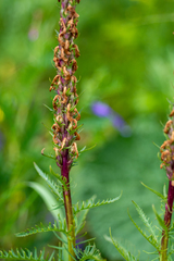 Pedicularis elata
