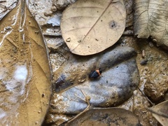 Cercopidae