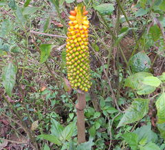 Arisaema leschenaultii