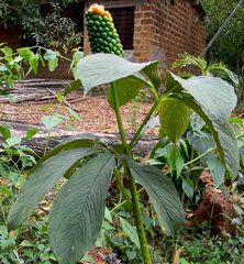 Arisaema leschenaultii
