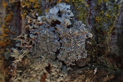 Austroparmelina labrosa