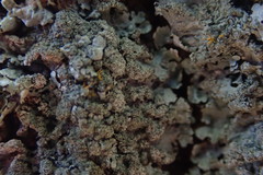 Austroparmelina labrosa