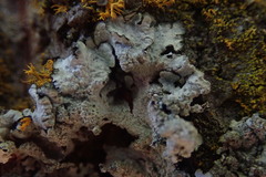 Austroparmelina labrosa