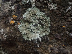 Parmotrema subtinctorium