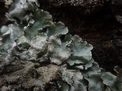 Parmotrema subtinctorium
