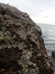 Parmotrema subtinctorium