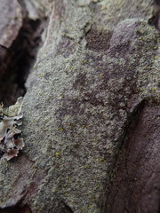 Lecanora helva