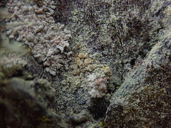 Lecanora helva