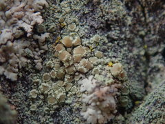 Lecanora helva