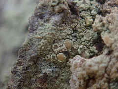 Lecanora helva