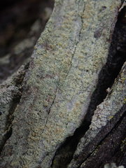 Lecanora helva